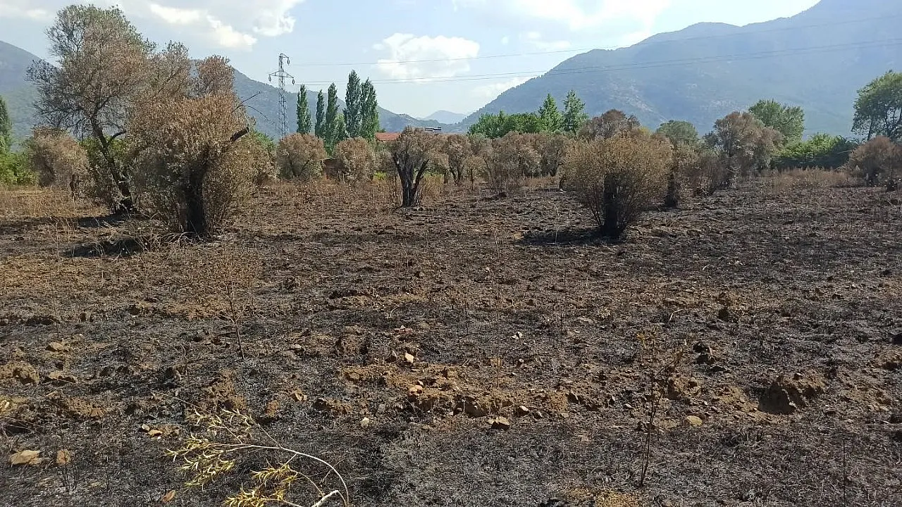 Fethiye'de orman yangınından etkilenen tarım alanlarında hasar tespiti yapılıyor