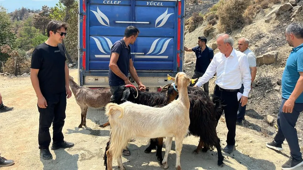 Seydikemer'de yangında hayvanlarını kaybeden çiftçilere küçükbaş hayvan desteği