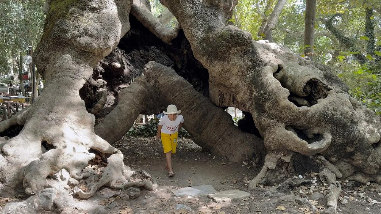 Muğla'da 854 Yıllık Anıt Çınar Tarihe Tanıklık Ediyor