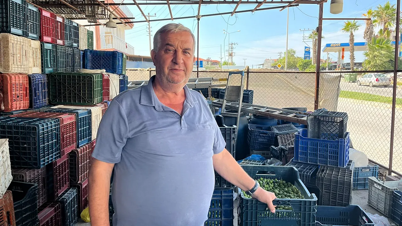 Fethiye'de zeytin sezonu başladı, alım noktalarında hareketlilik arttı
