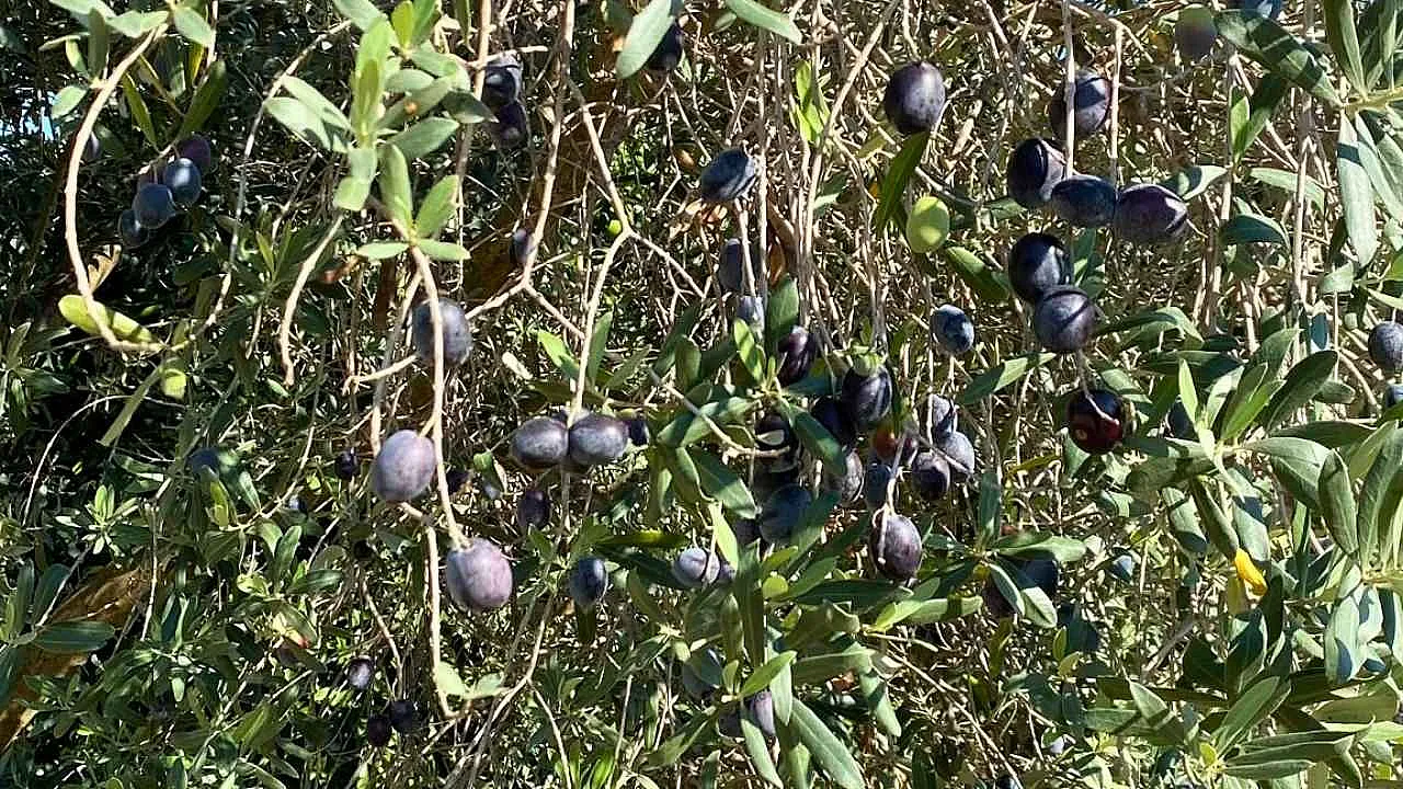 Fethiye'nin bereket ağacı: Zeytin