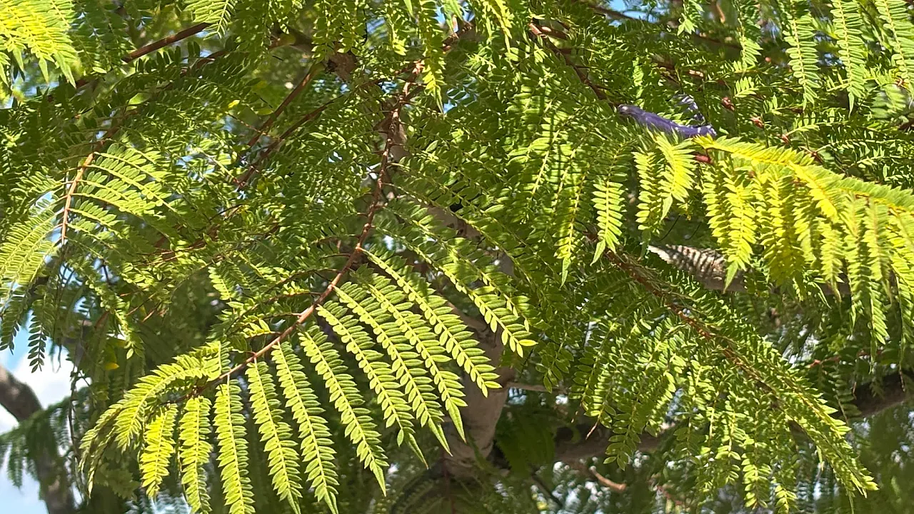 Fethiye'nin park ve bahçelerinde mor güzellik: Jakaranda