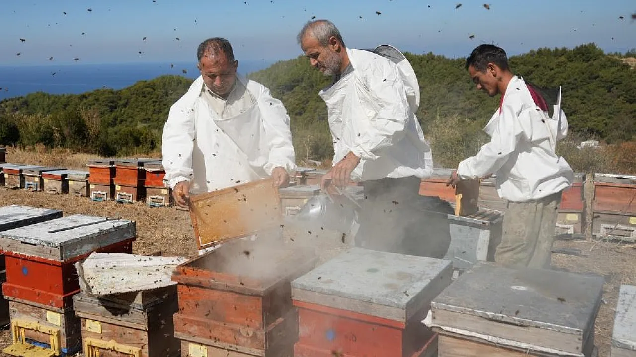 Muğla ve Ege Ormanlarında Çam Balı Sağımı Heyecanı