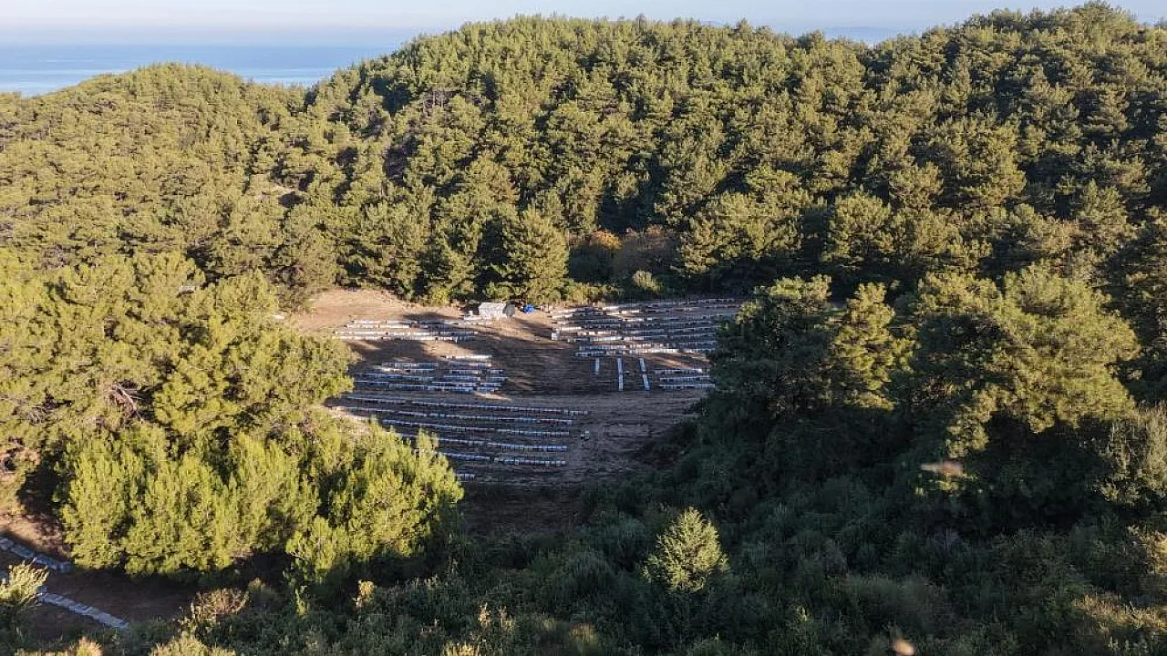 Muğla ve Ege Ormanlarında Çam Balı Sağımı Heyecanı