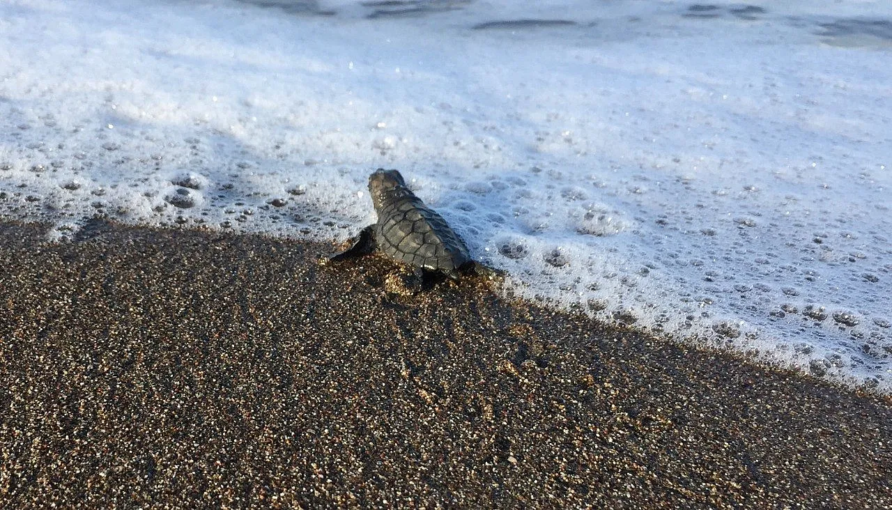 İtalya'da kurtarılan caretta caretta, Muğla sahilinde yumurtladı