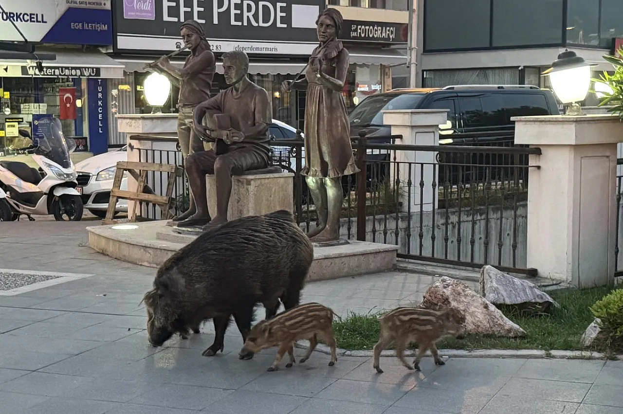 Marmaris'te yaban domuzları yerleşim alanına indi