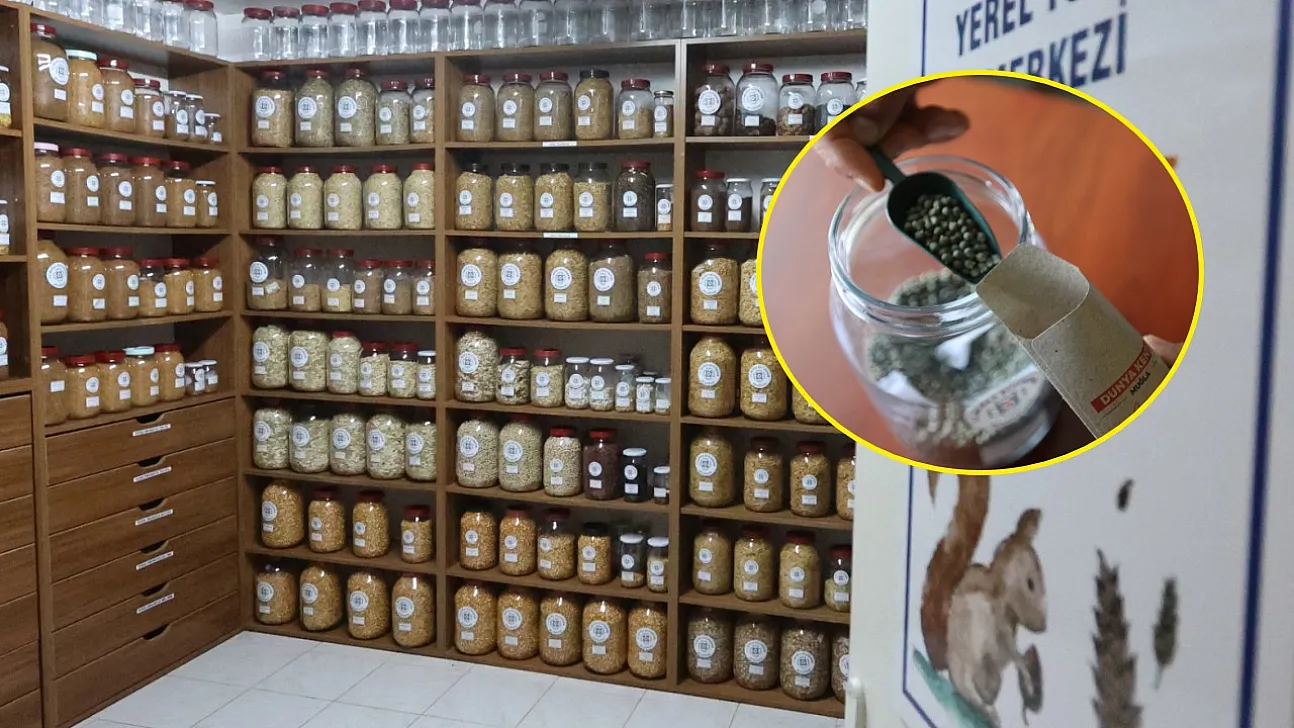 Muğla'nın Ata Tohumları Ülke Toprakları ile Buluşmaya Devam Ediyor