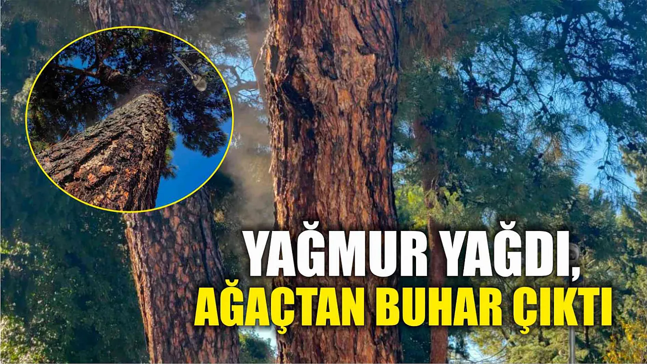 Yağmur yağdı, ağaçtan buhar çıktı