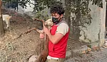 Yangın bölgesindeki hayvanlar güvenli alanlara tahliye edildi