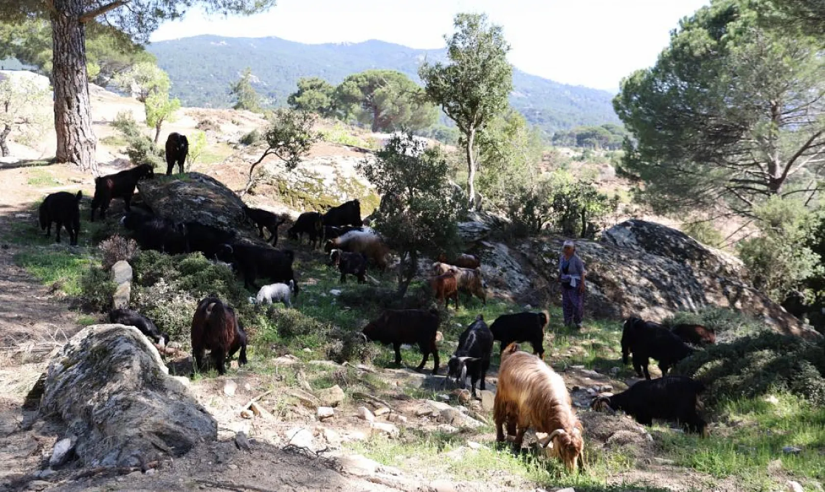 Aydın ve Muğla Sınırındaki Beşparmak Dağları Sessizliğe Büründü: Çobanlığı terk etmeyen sadece Rukiye bacı kaldı