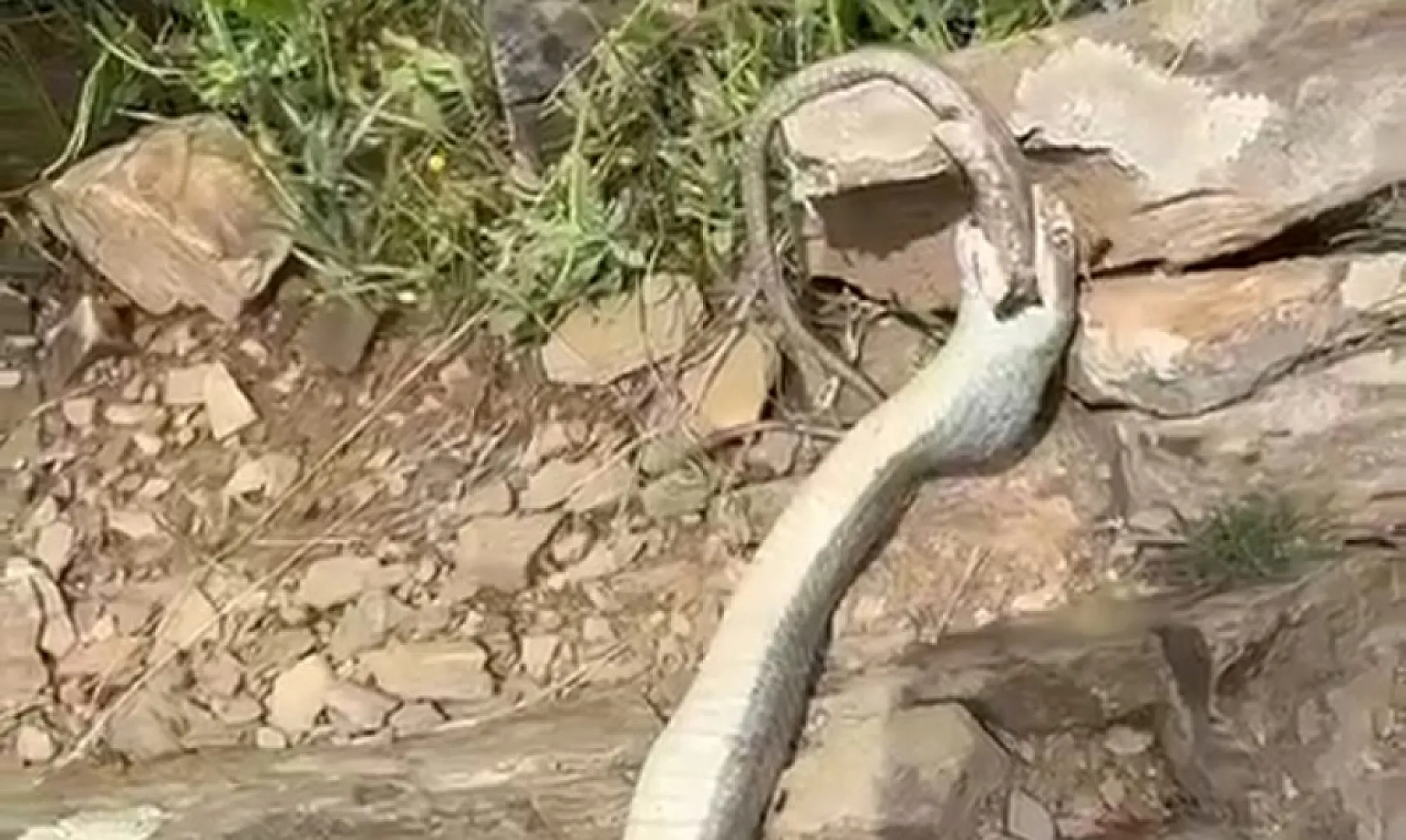 Şok eden doğa anı! Yılan yılanı yuttu, ikisi de telef oldu!