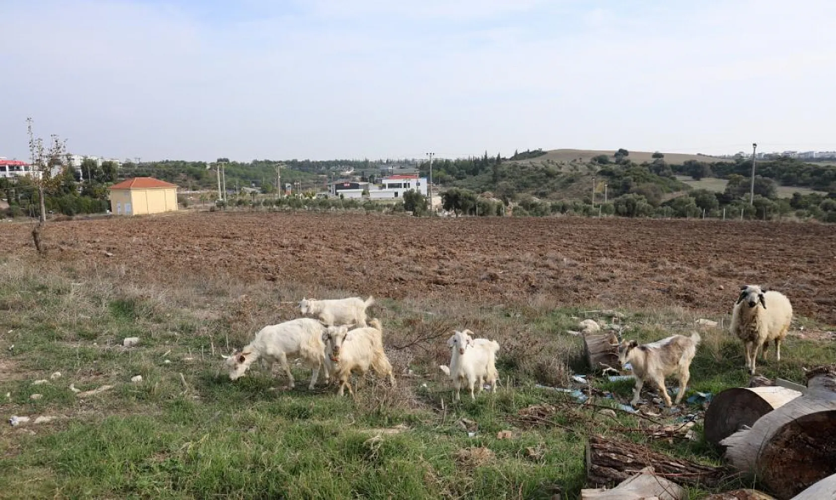 Keçileri ile tatil yapıyor