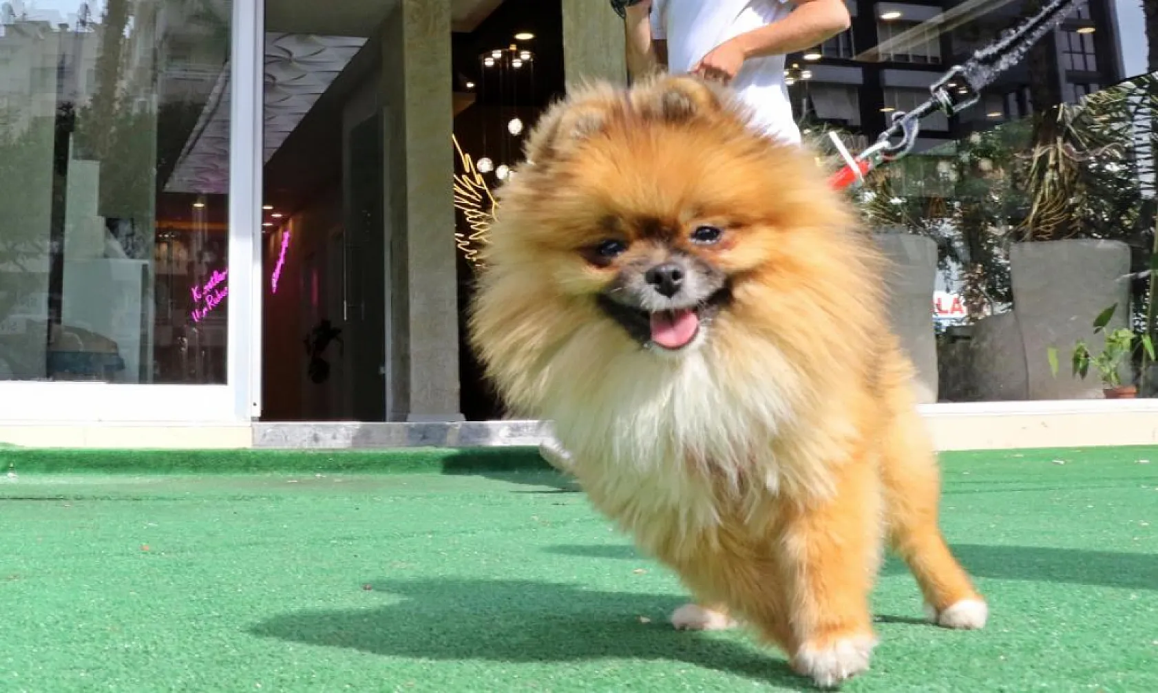 Güzellik yarışmasında birinci seçilip kaybolan köpek bulundu, sahipleri sevince boğuldu