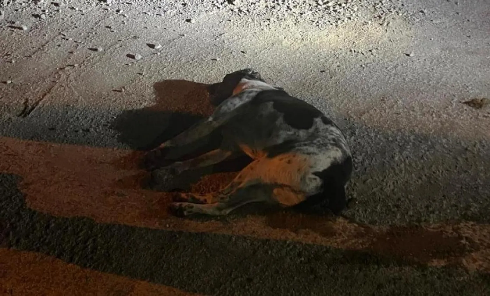 Muğla'nın o ilçesinde kedi ve köpekler zehirlendi