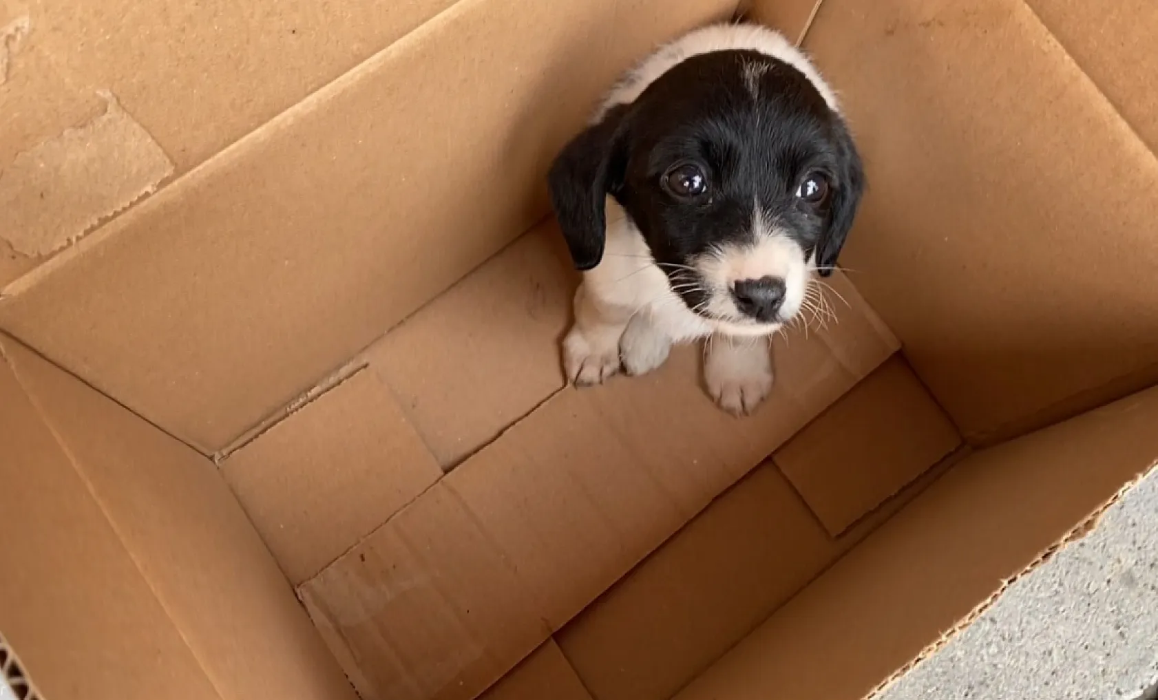 Sahiplendiği yavru köpeğin fazla yaşamayacağını duyunca gözyaşlarına boğuldu