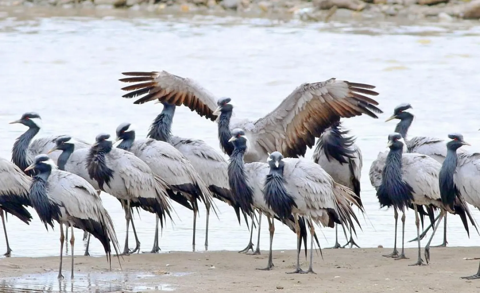 Nesli tükenmekte olan telli turnalar geri döndü