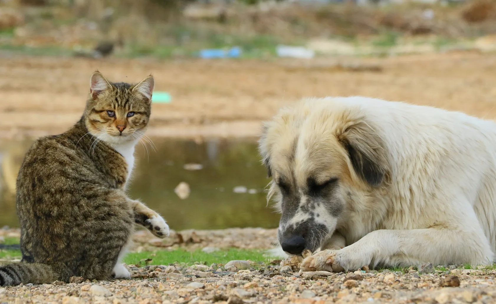 Ölürken gözyaşlarına boğulduğu köpeğini yaşadığı barakaya gömdü