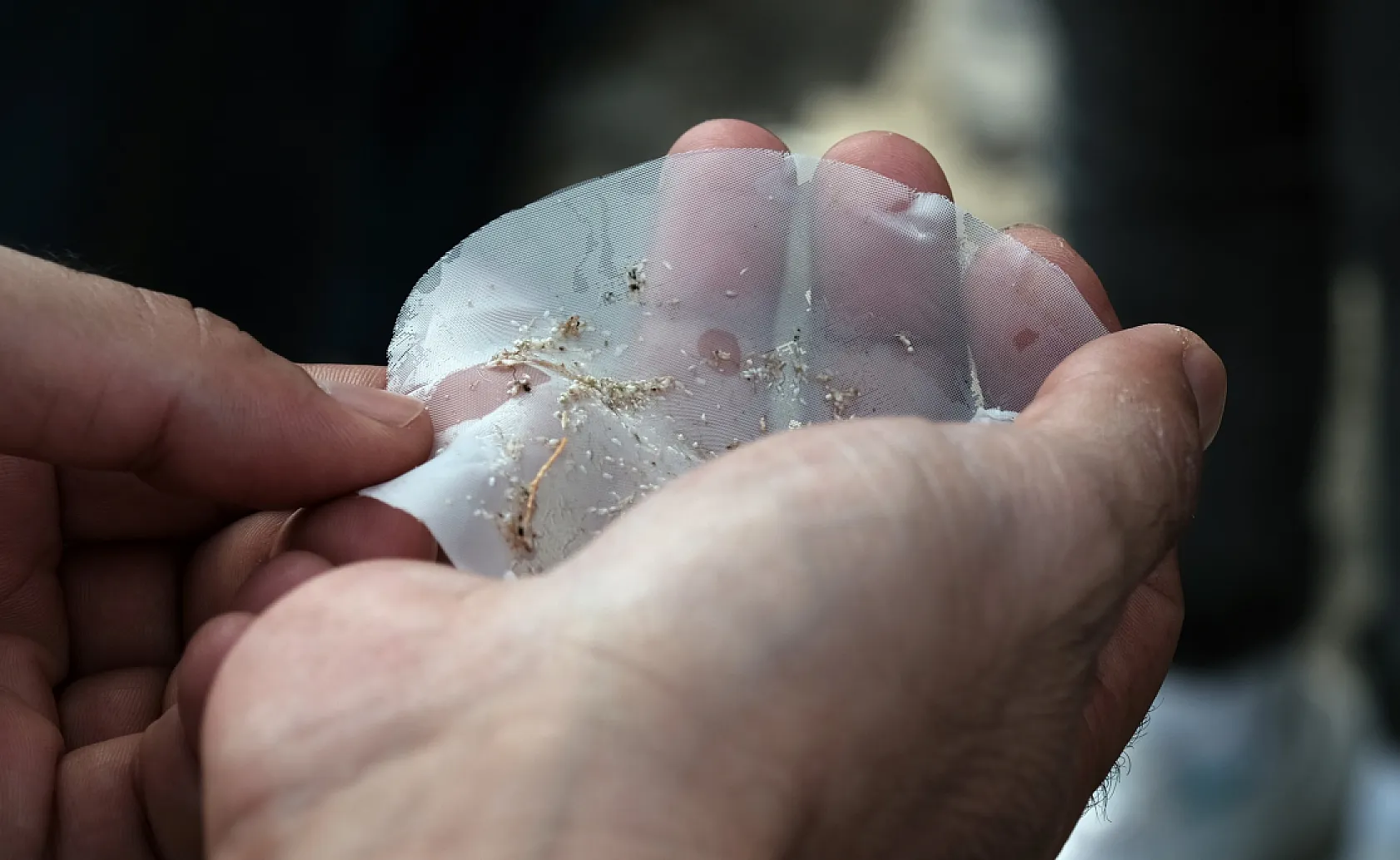 Mikroplastik kirliliği deniz ekosistemini tehdit ediyor