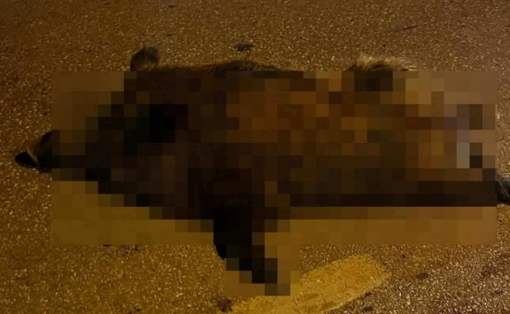 Yaban domuzu ortalığı birbirine kattı 3 araç kaza yaptı, 2 kişi yaralandı
