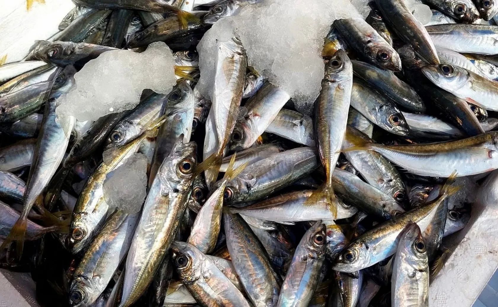 Fethiye'de Av Sezonu Başladı, Balıkçılar Denize Açıldı
