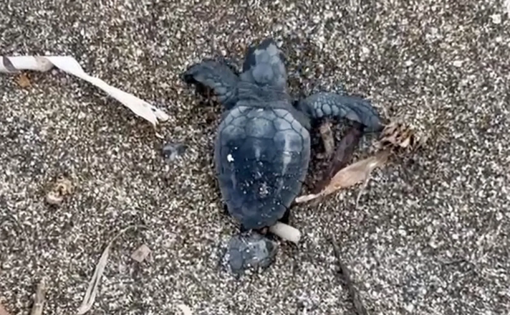 Yavru caretta carettalar mavi sularla buluşmaya devam ediyor