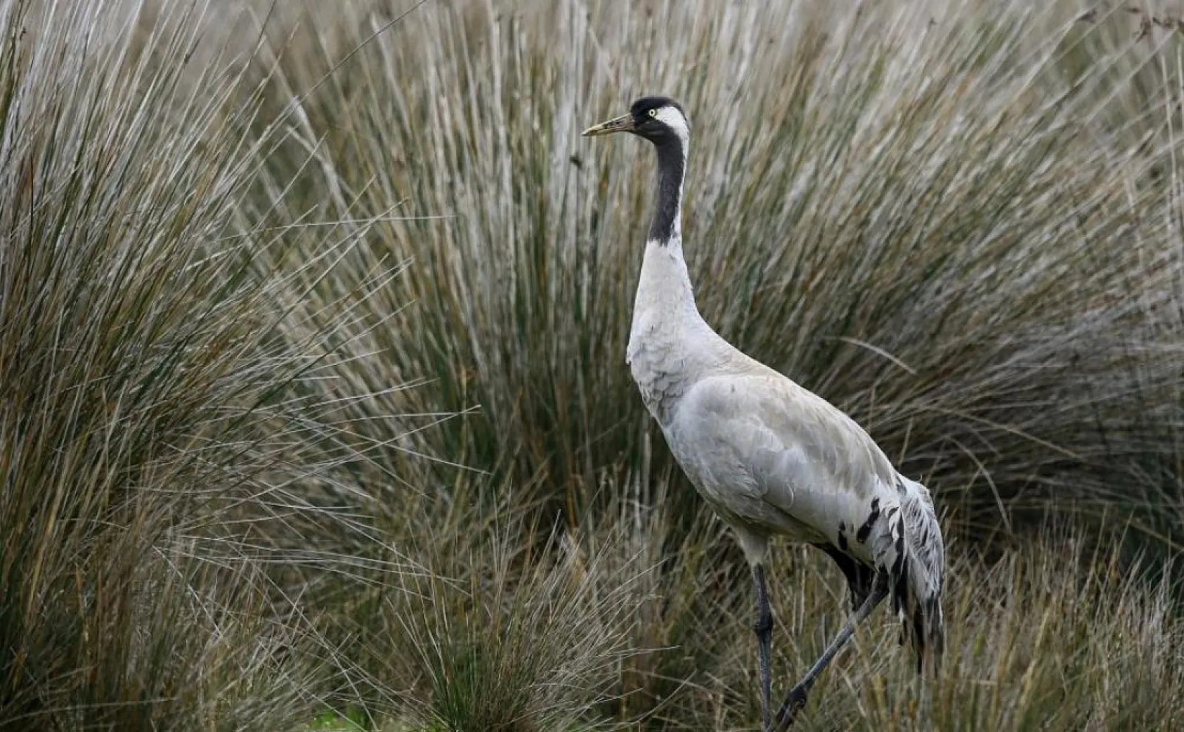 Türkiye'nin Kuş Göç Haritası Çıkarılıyor