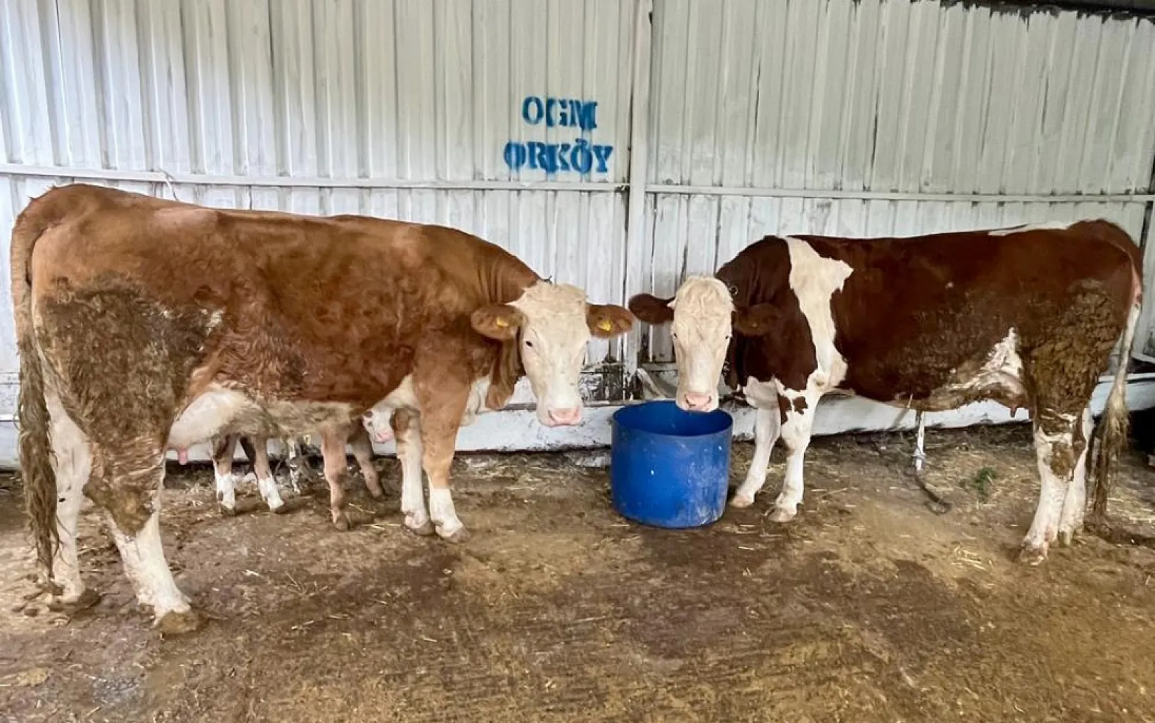 Kavaklıdere'de OR-KÖY desteği
