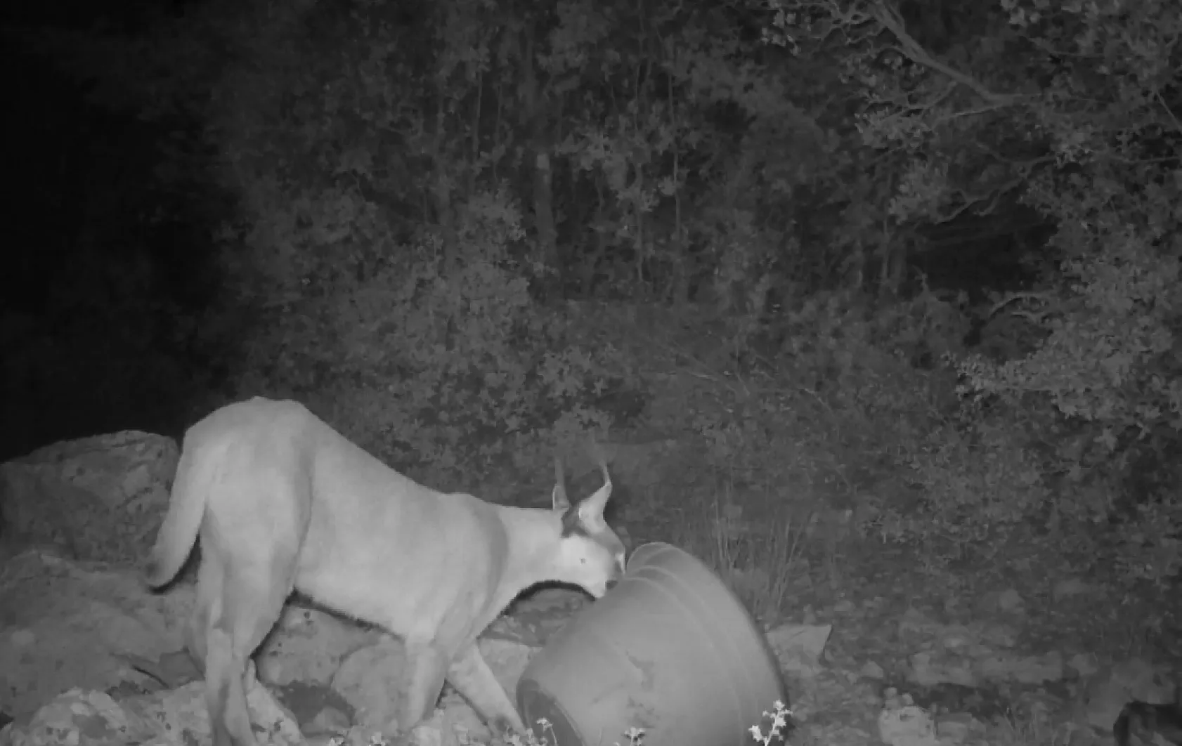 Nesli tükenme tehlikesi altındaki karakulaklar fotokapan ile görüntülendi