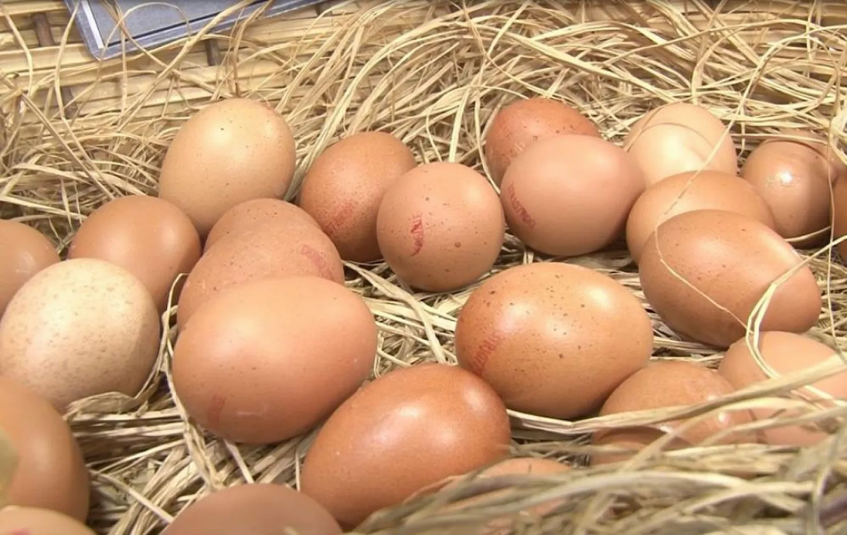 Türkiye'de kişi başına yılda 150 yumurta düşüyor