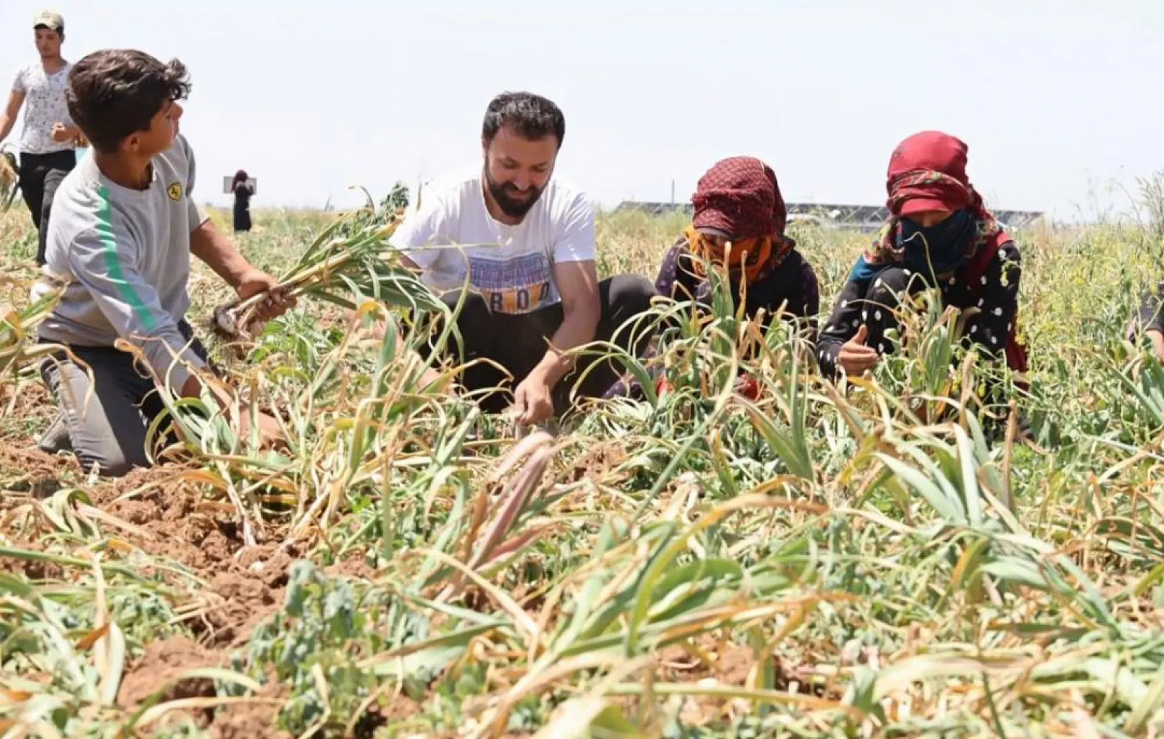 İlaç firmalarında kullanılan sarımsağa yurt dışından yoğun talep