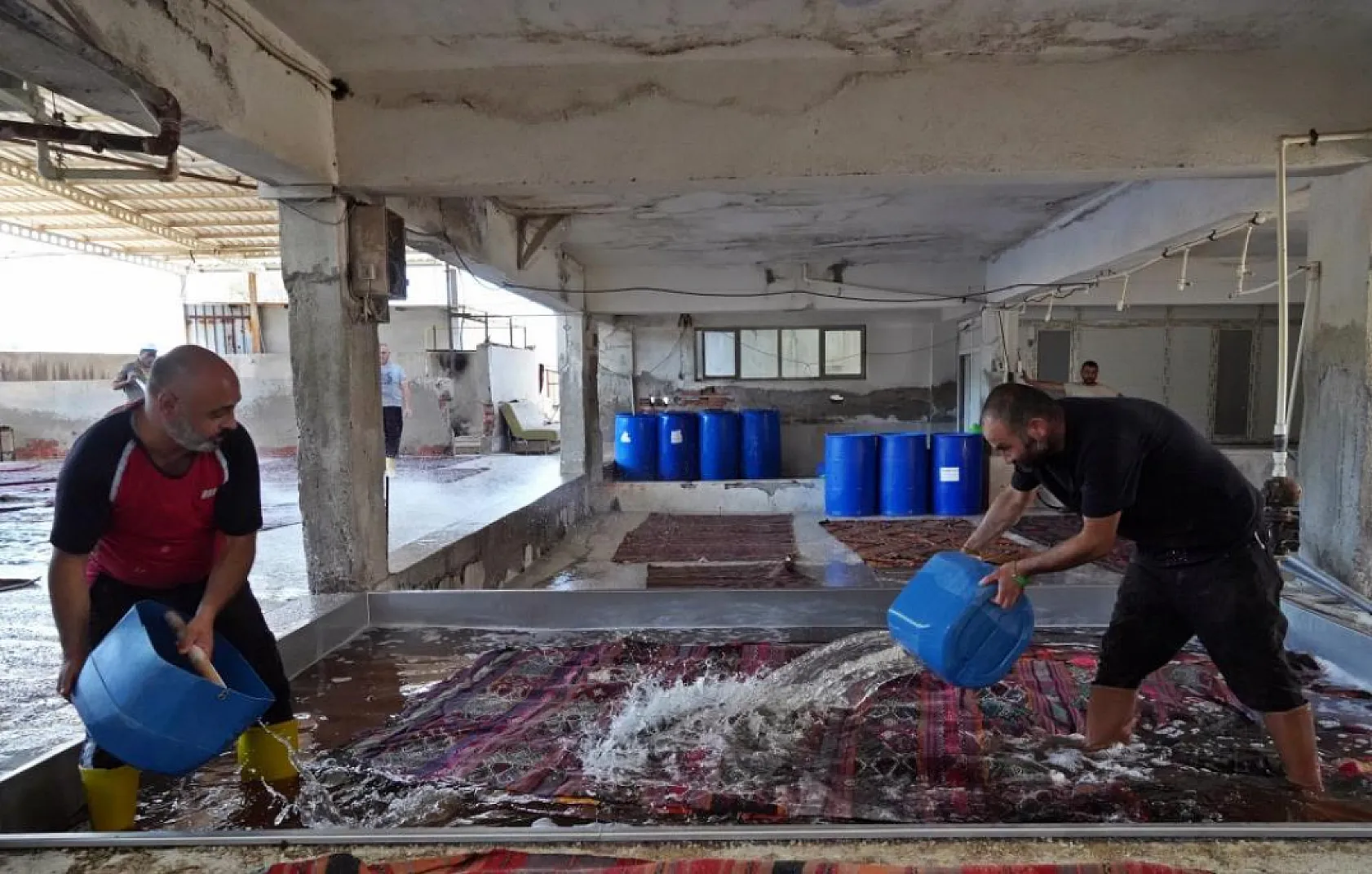 ABD'deki binlerce halı meraklısının gözü bu tarlada