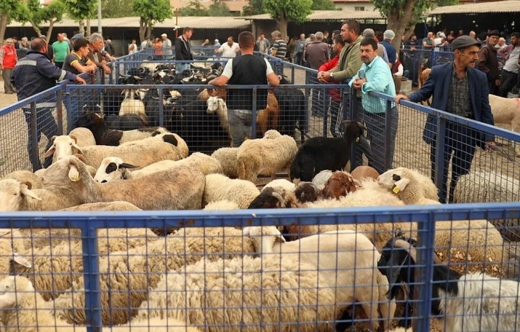 Muğla'da kurban kesim ücretleri belli oldu
