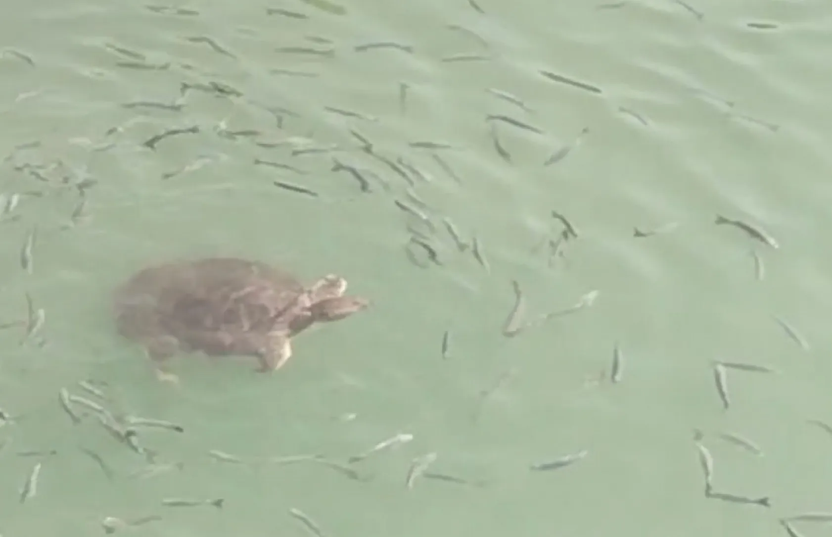 Antalya'da saldırgan Nil kaplumbağası uyarısı