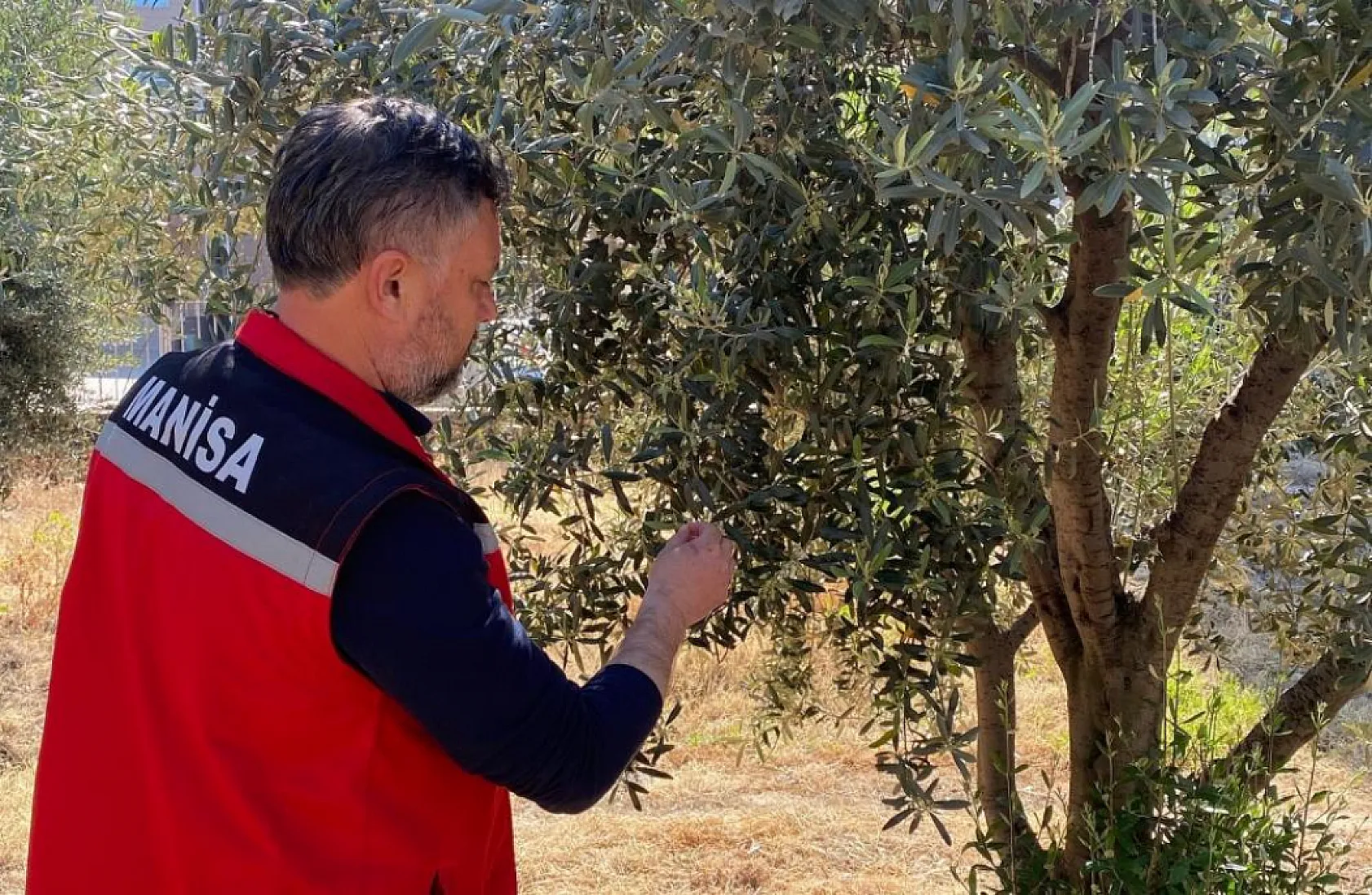 Zeytin üreticileri dikkat! Tehlike çanları çalıyor