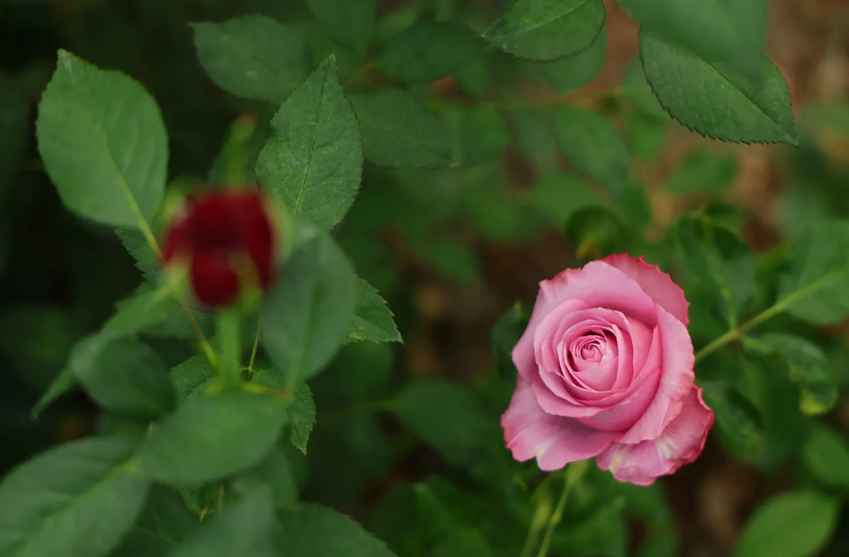 Anneler Günü öncesi gülde dikkat çeken fiyat marjı: Bahçede 5, çiçek sitelerinde 80-100 TL