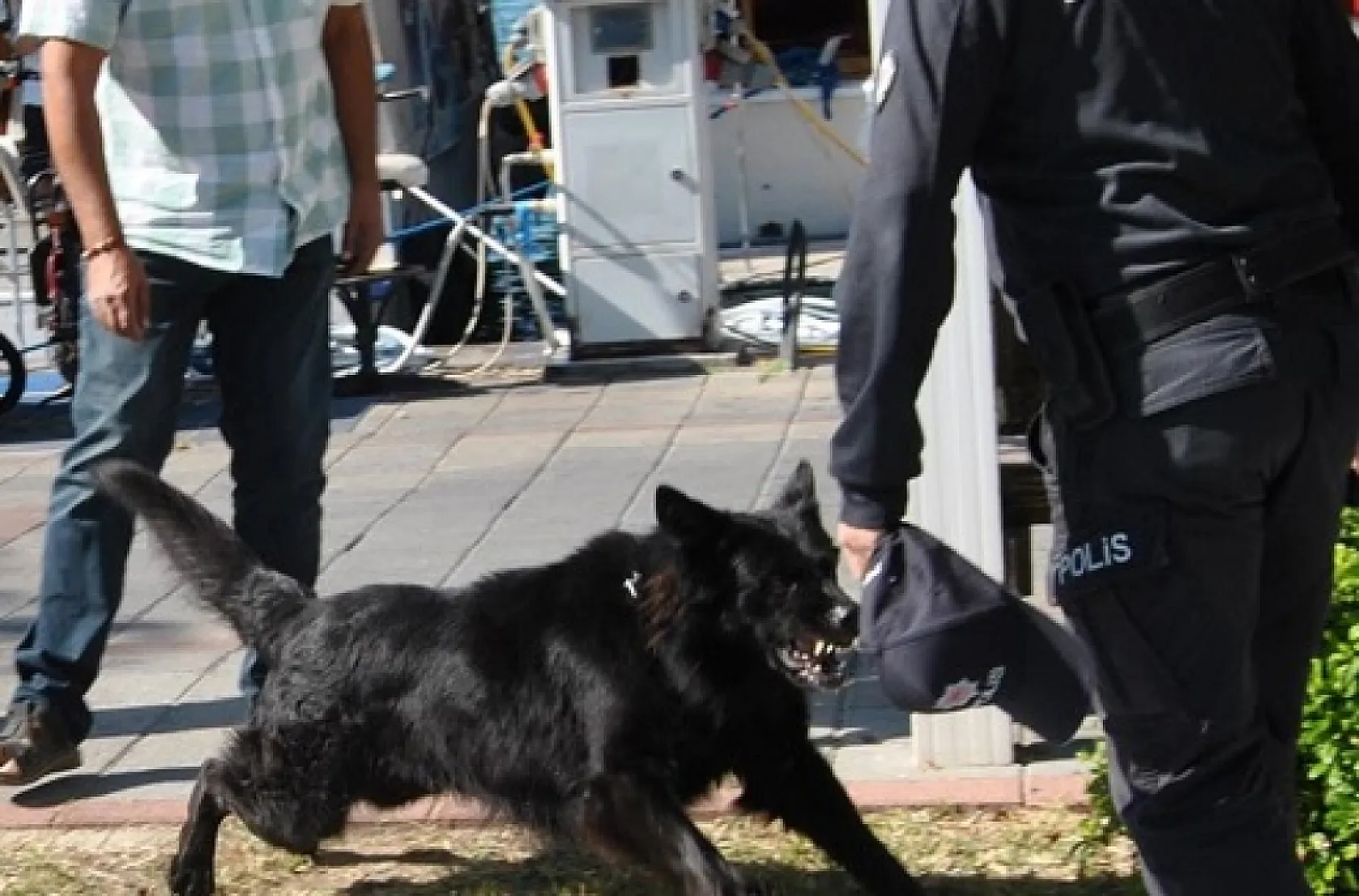 Fethiye'de kurt köpeğinin polislere saldırı anının görüntüleri ortaya çıktı