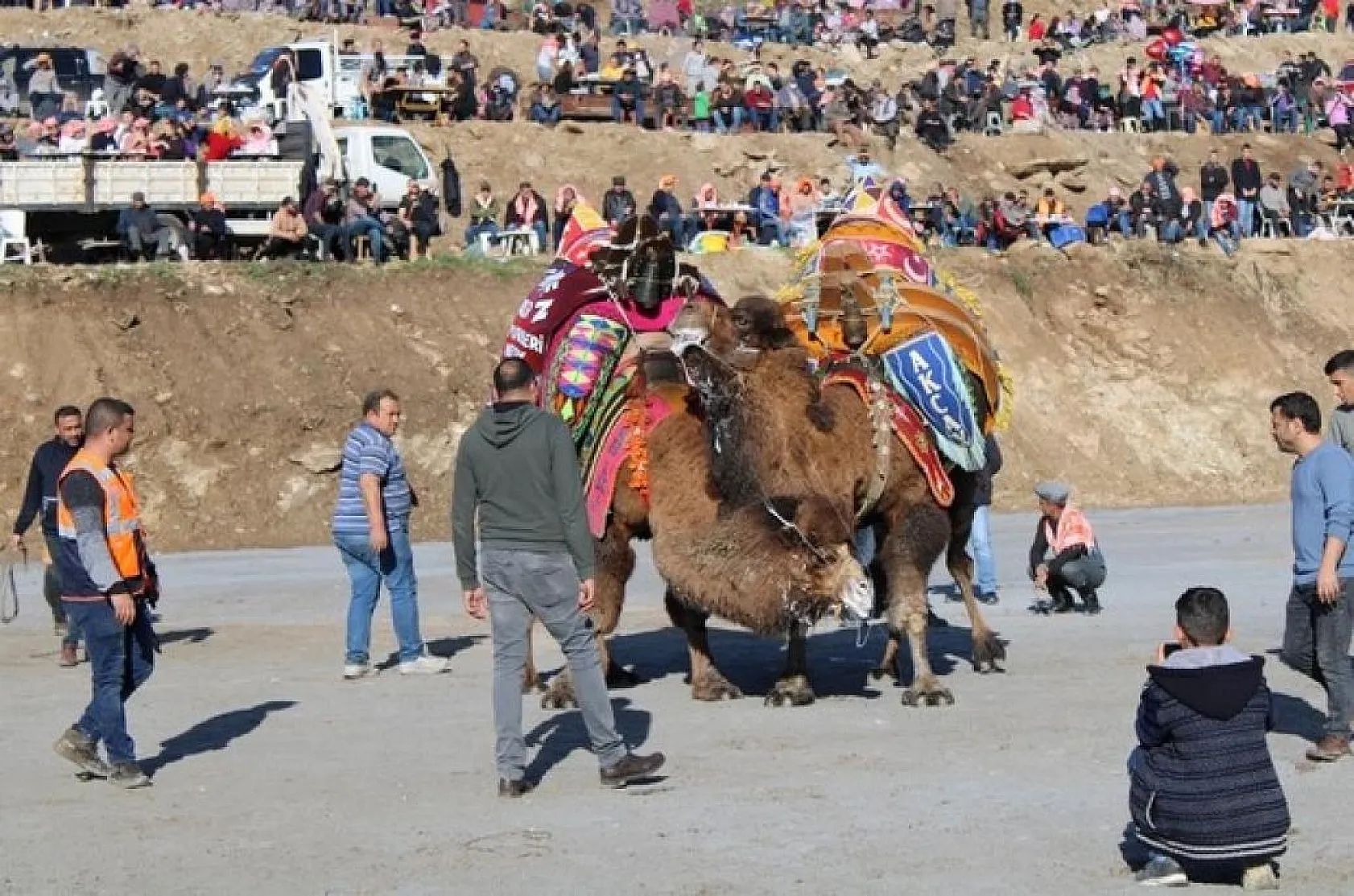 Muğla'dan develer festivale katılacak