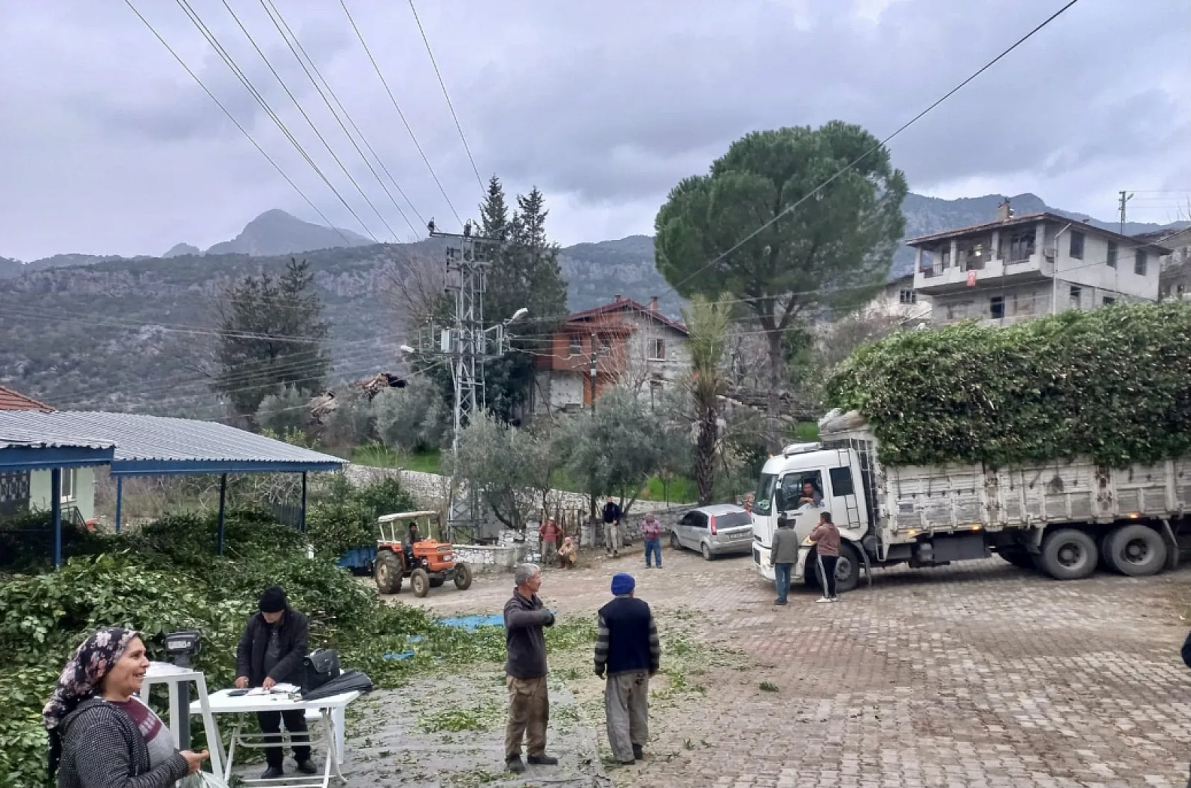 Köylülerin alın teriyle dünya pazarına Defne yaprağına rekor fiyat