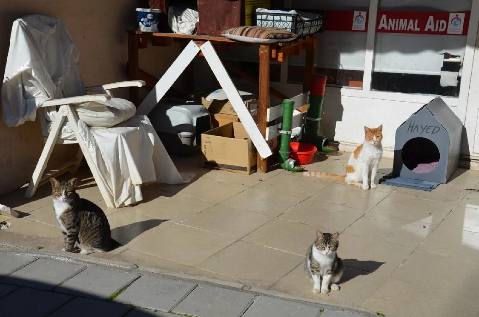 İskoçya'dan Fethiye'ye Geldi, Sokak Hayvanlarına Umut Oldu