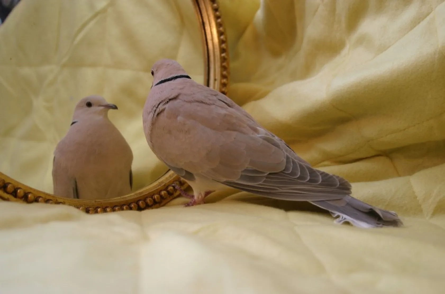 Cinsiyete Göre 'Narsisizmin' Yüzleri: Farklı Yollar, Aynı Tatmin