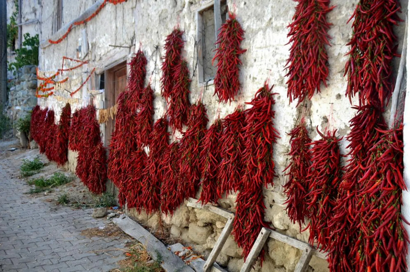160 yıldır aynı tohumdan acı biber üretiyorlar