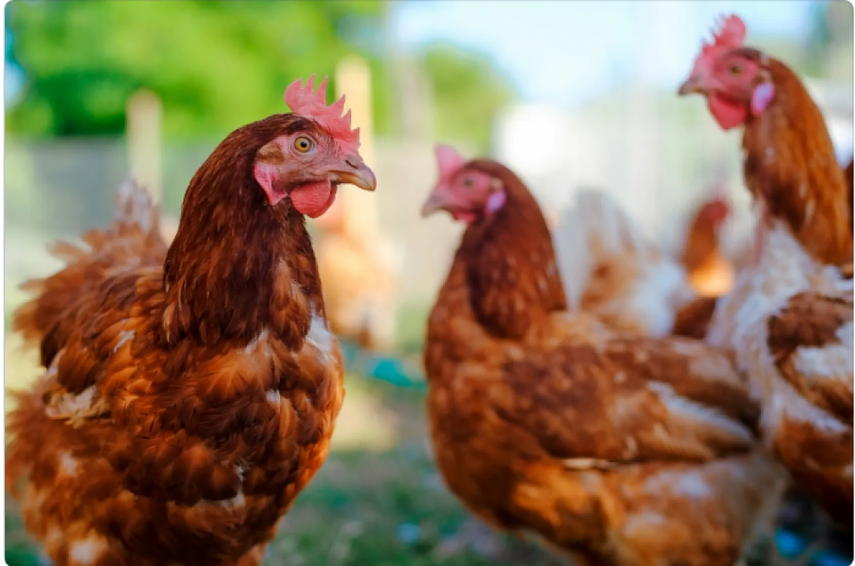 Tavuklarınızın ibik, sakal ve bacaklarında mor renk varsa dikkat