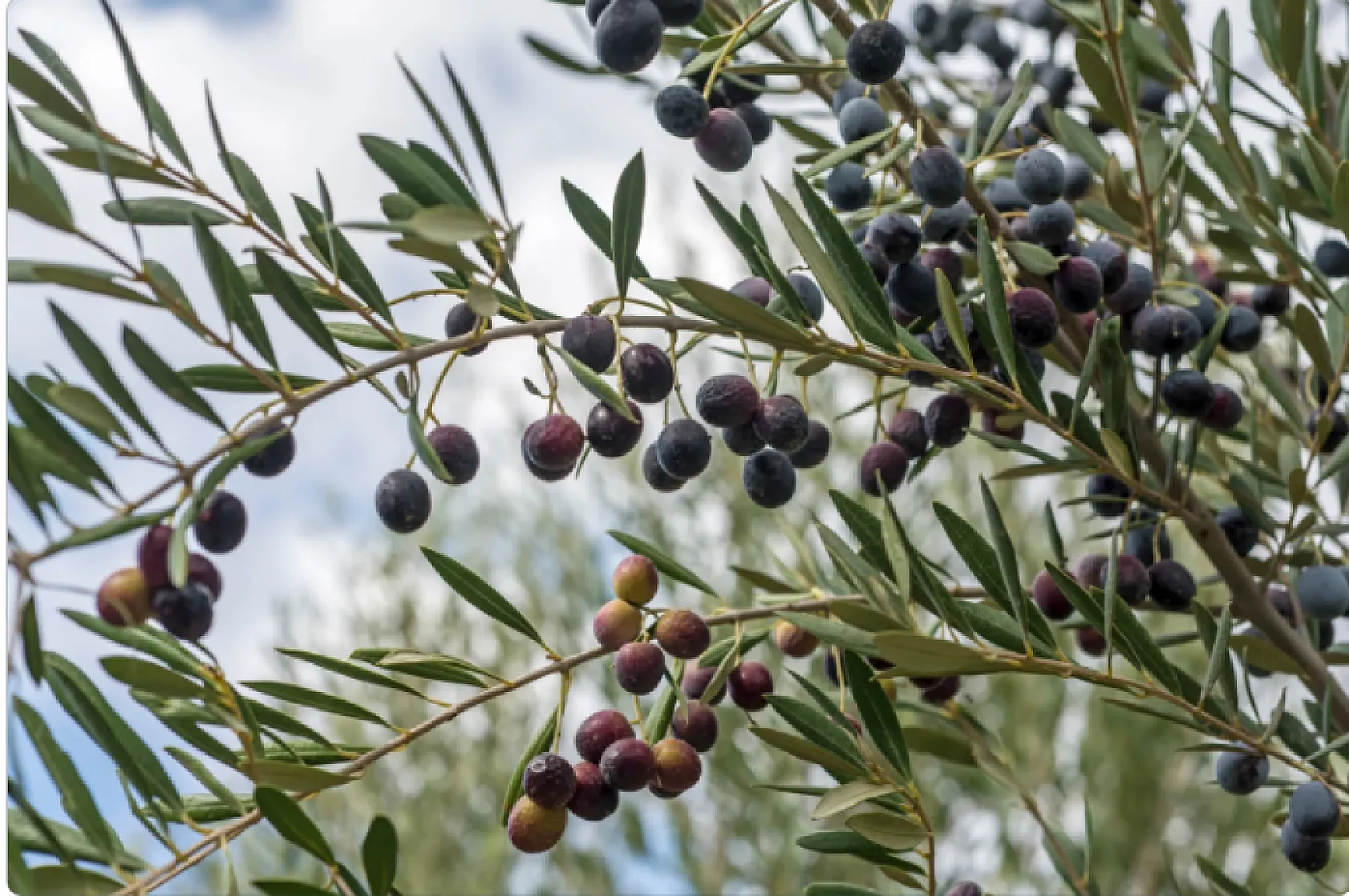 Zeytin üreticilerine 'halkalı leke' uyarısı