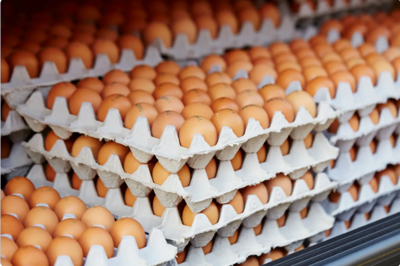 Yumurta fiyatlarına müdahale geldi! 1,5 dolarlık kesinti piyasayı rahatlattı