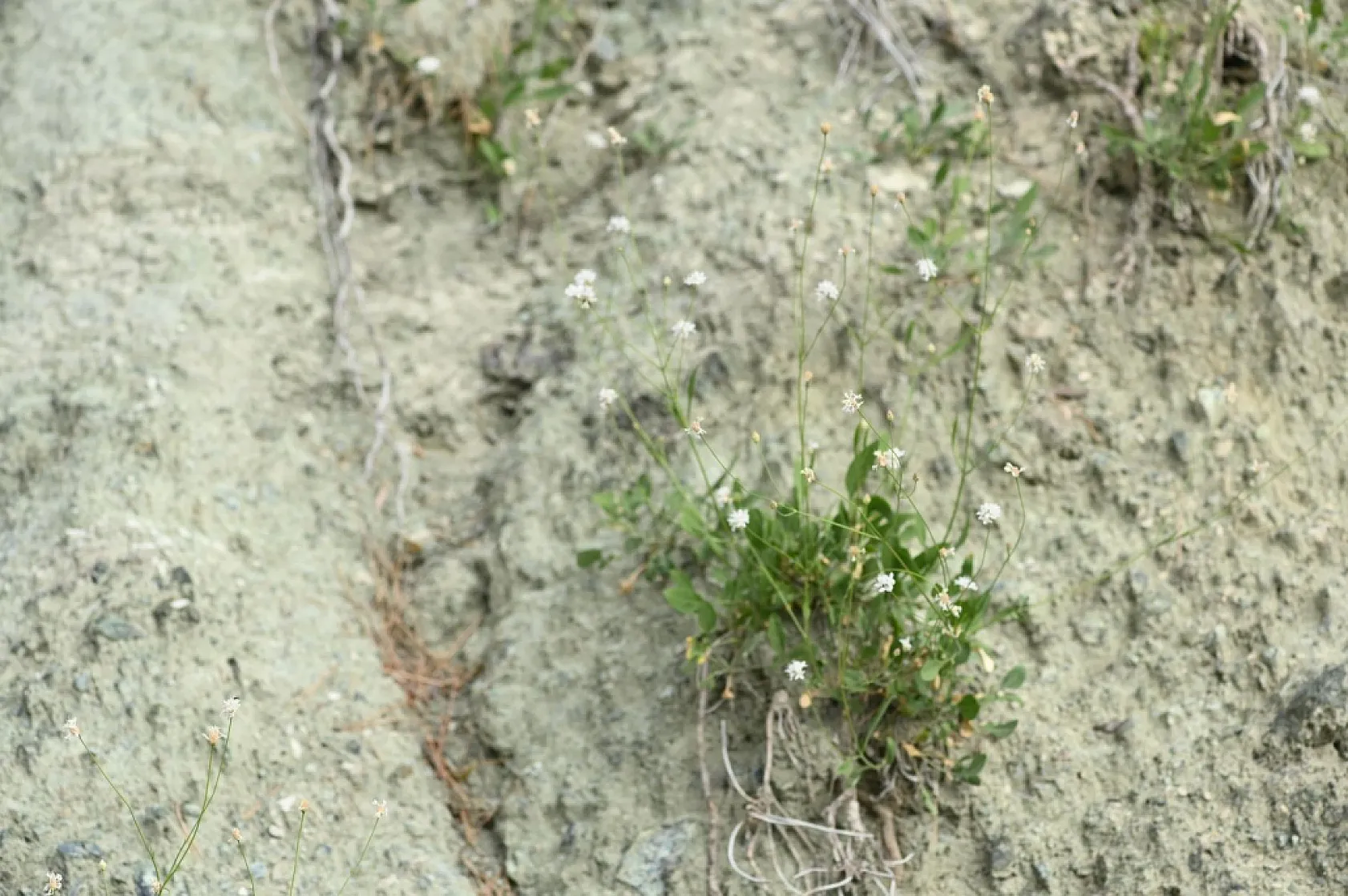 Fethiye'nin dağlarından yeni bitki türü çıktı: Çameli pelemiri