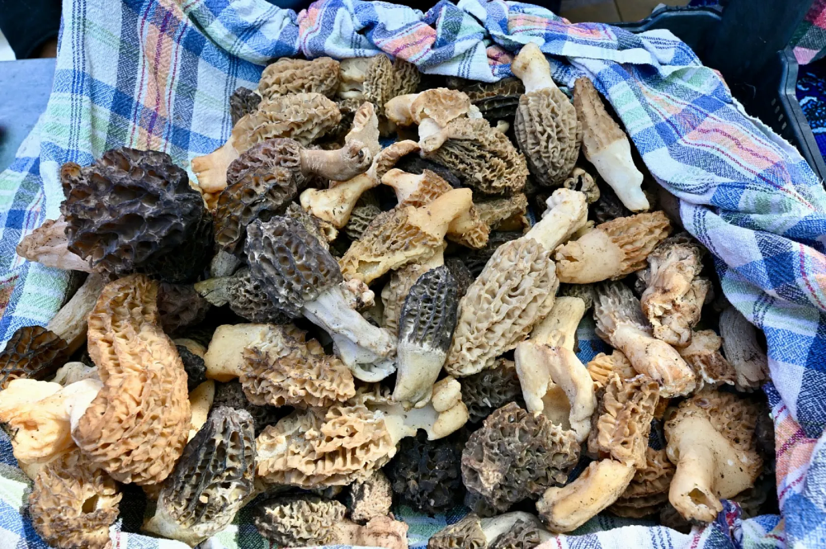 Fethiye'de Dastar ve Kuzugöbeği Festivali Gastronomiyle Öne Çıktı