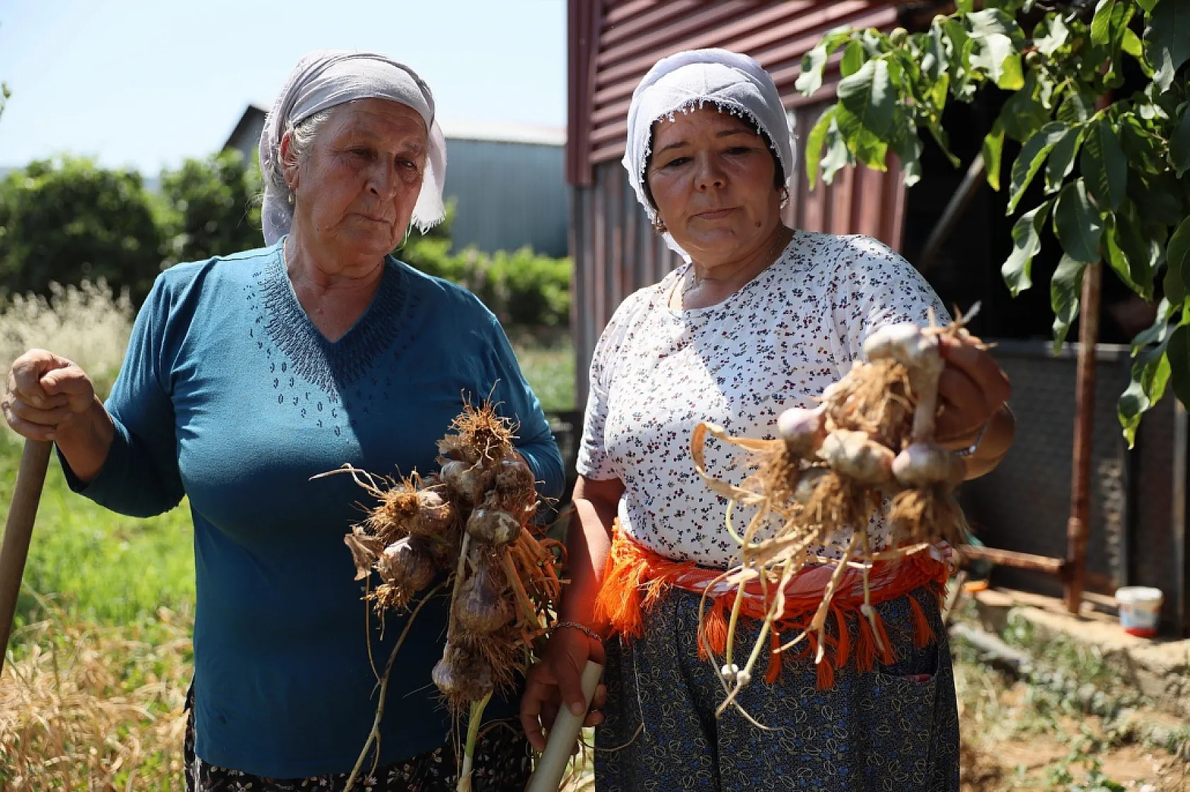 Coğrafi işaretli Ula sarımsağı ilgi odağı oldu