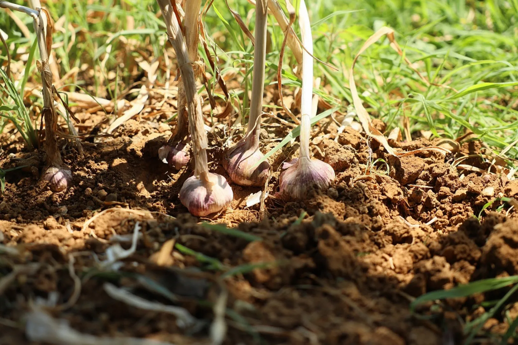Coğrafi işaretli Ula sarımsağı ilgi odağı oldu