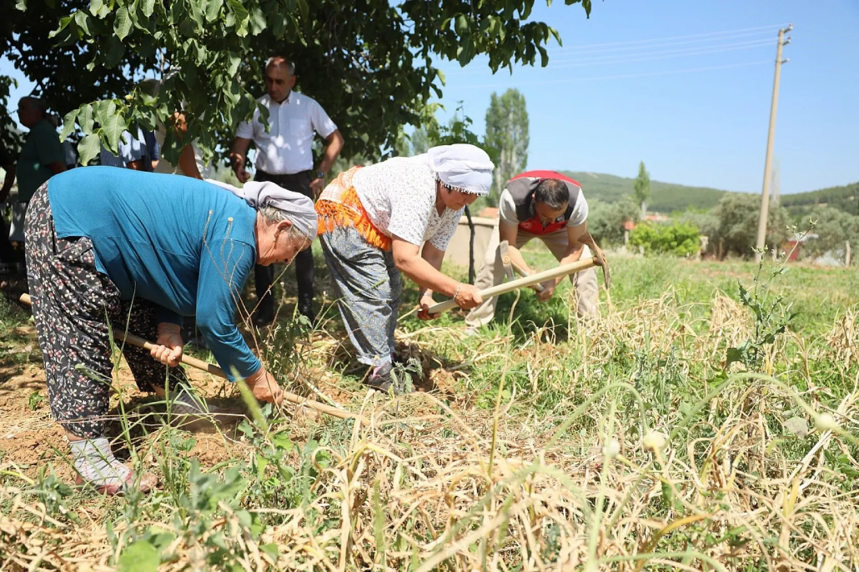 Coğrafi işaretli Ula sarımsağı ilgi odağı oldu