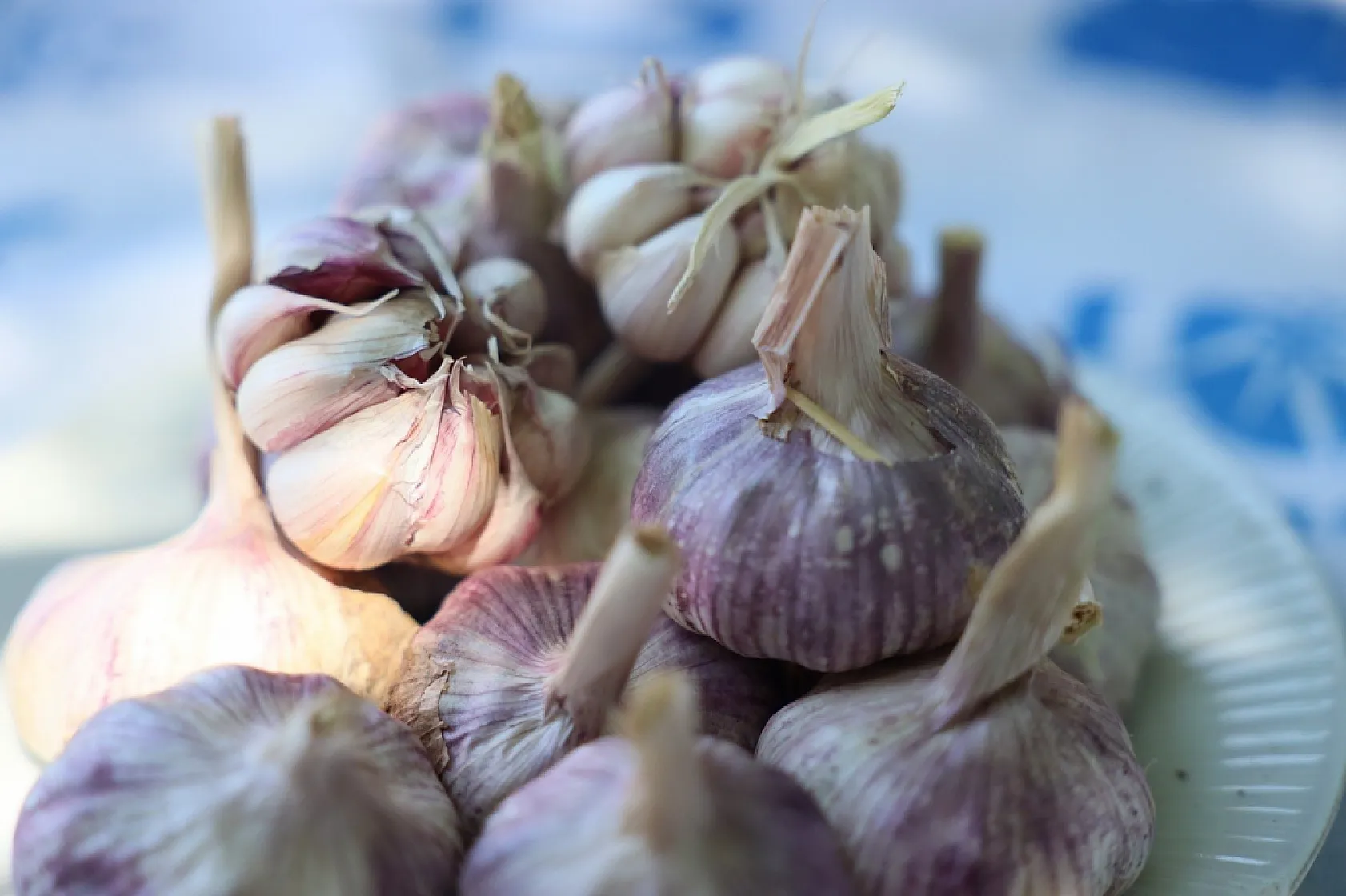 Coğrafi işaretli Ula sarımsağı ilgi odağı oldu